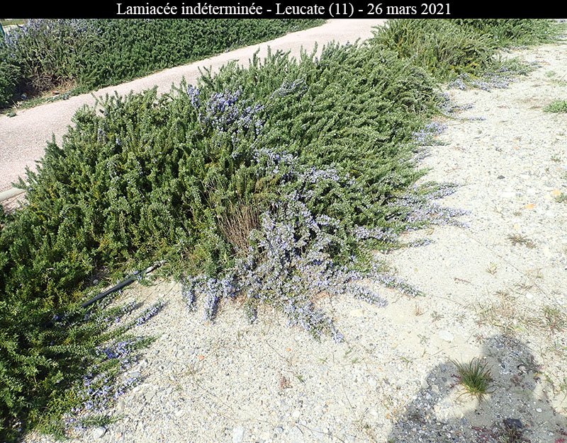 Lamiacée ind-1a-Leucate-26 03 2021-LG.jpg