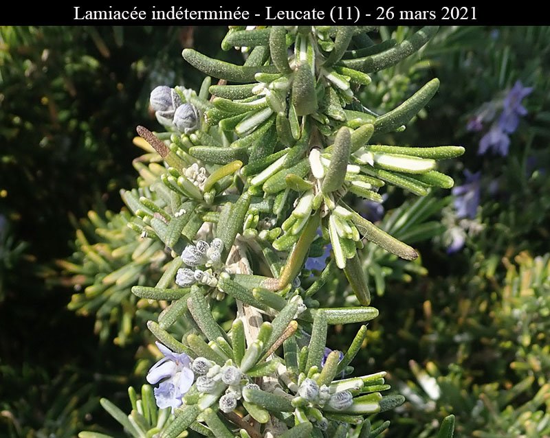 Lamiacée ind-2a-Leucate-26 03 2021-LG.jpg