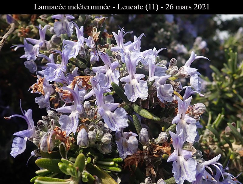 Lamiacée ind-3b-Leucate-26 03 2021-LG.jpg