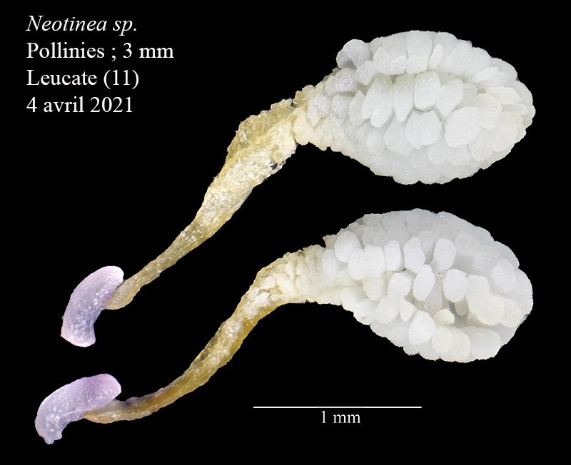 Neotinea sp-4a-Leucate-4 04 2021-LG.jpg