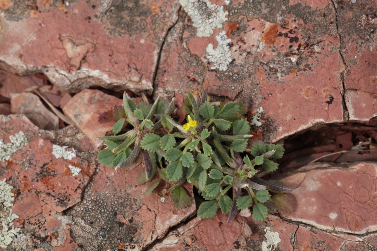 Medicago monspeliaca.jpg