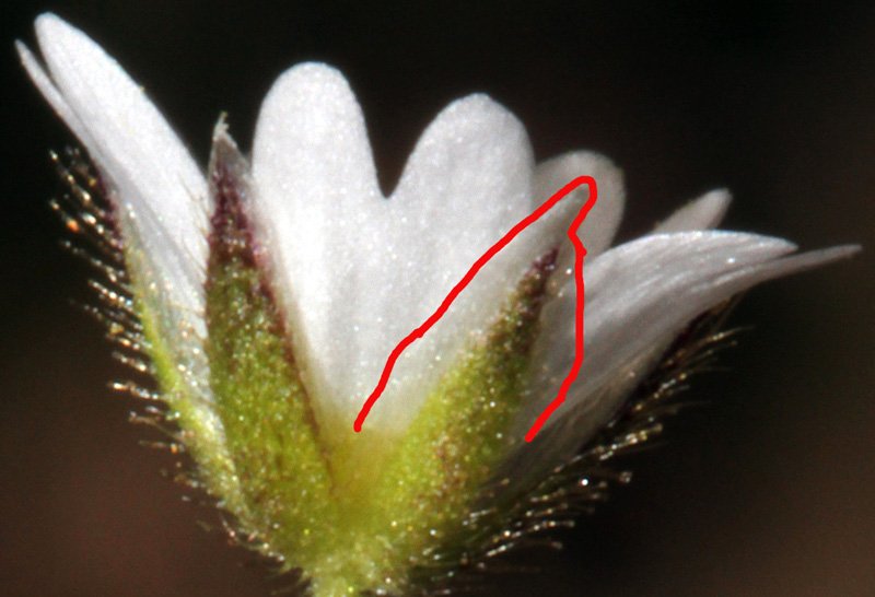 Cerastium sp red 4.jpg