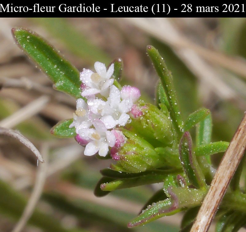 Micro-fleur Gardiole-3a-Leucate-28 03 2021-LG.jpg