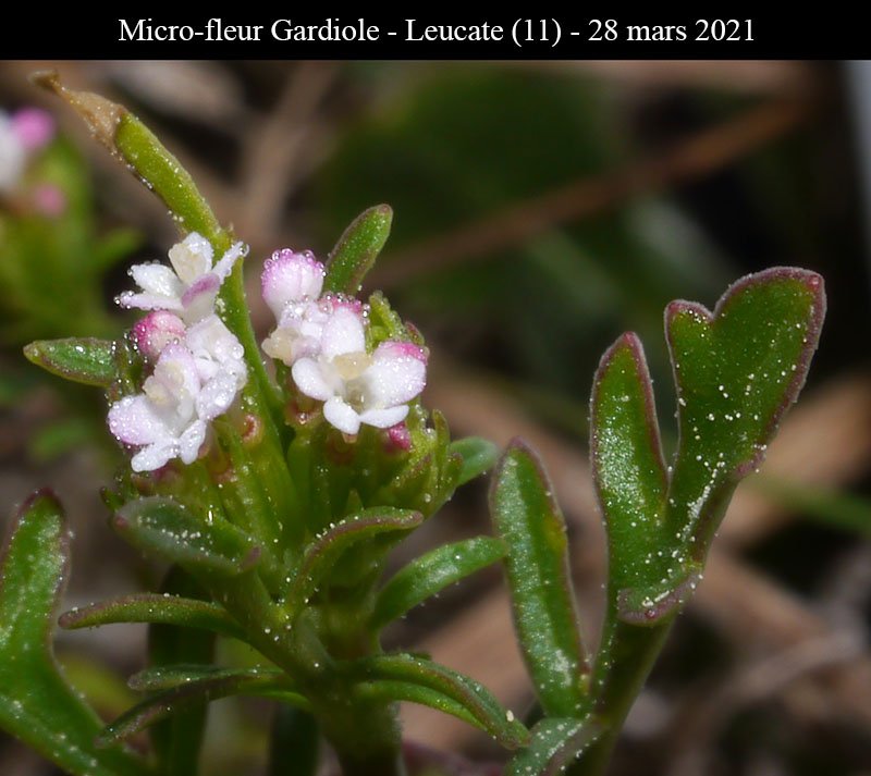 Micro-fleur Gardiole-3b-Leucate-28 03 2021-LG.jpg