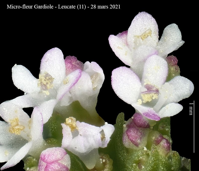Micro-fleur Gardiole-3d-Leucate-28 03 2021-LG.jpg