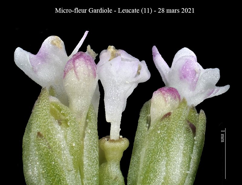 Micro-fleur Gardiole-3e-Leucate-28 03 2021-LG.jpg