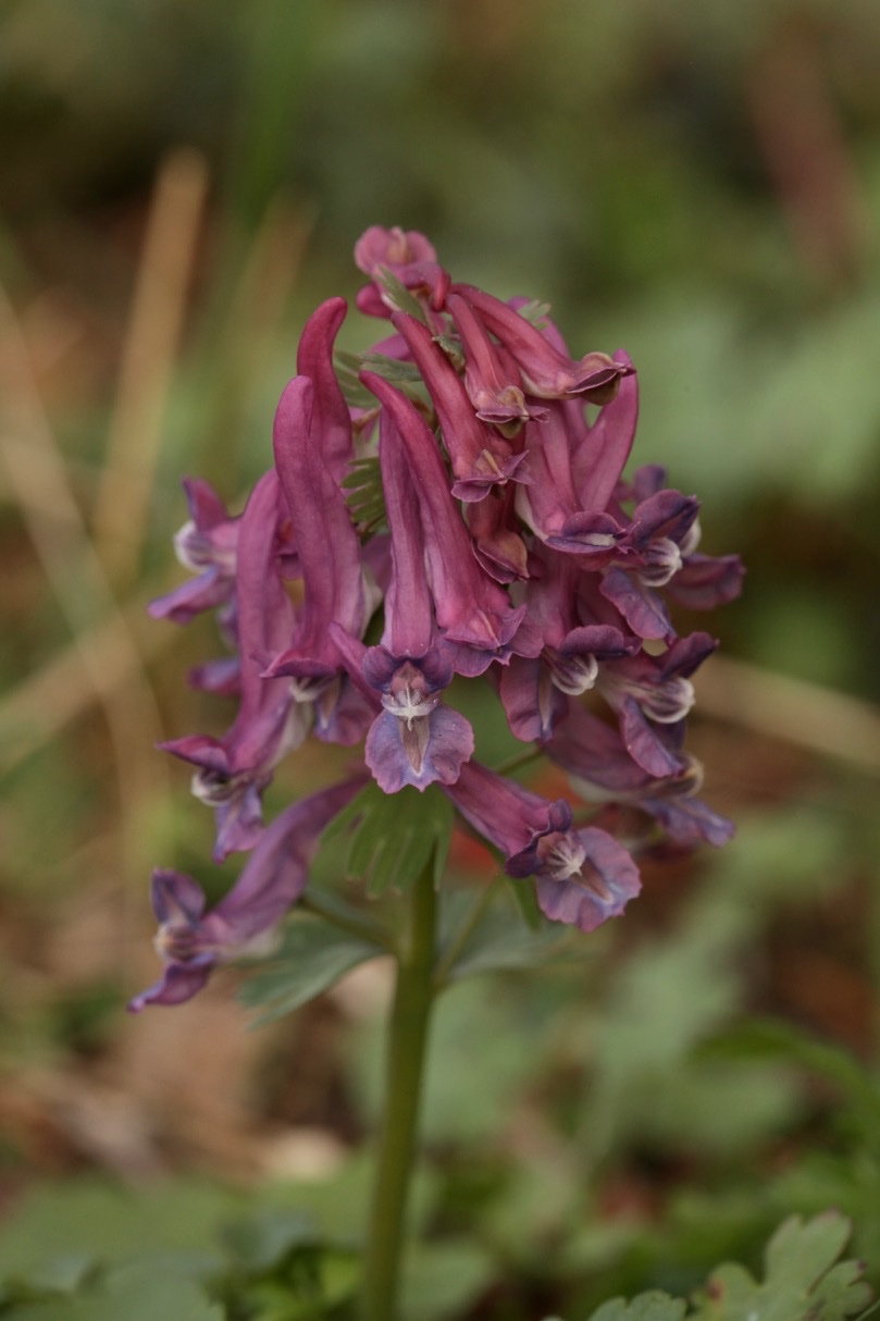 Corydalis solida.jpg