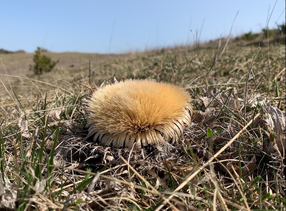 Carlina acanthifolia subsp. cynara.jpg