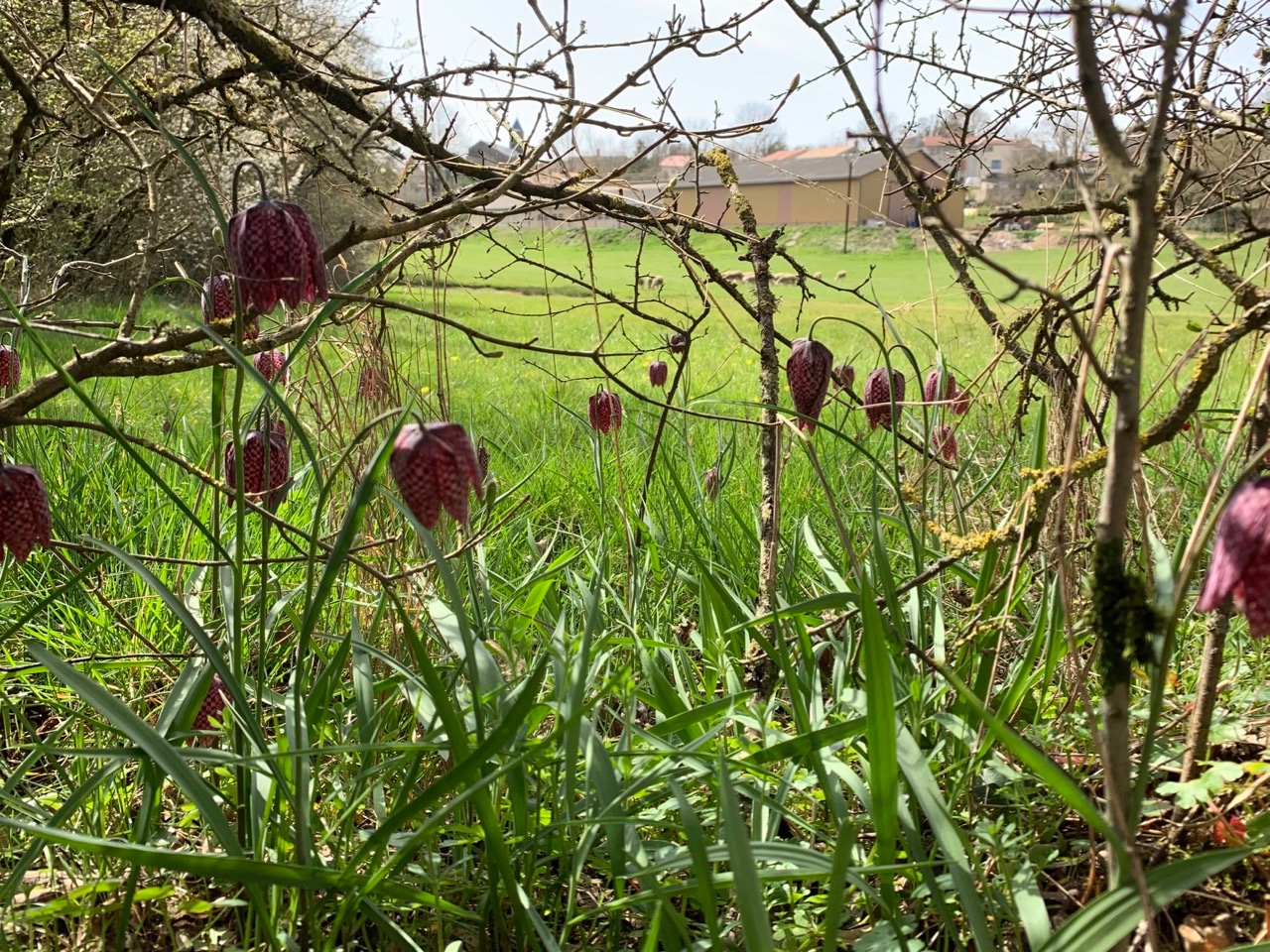 Fritillaria meleagris (1).jpg