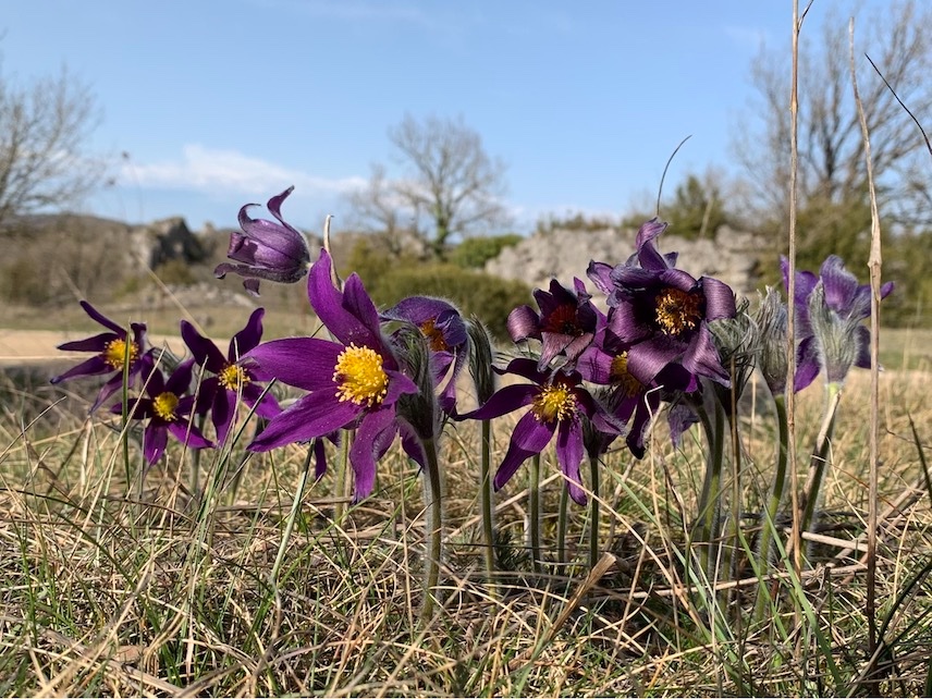 Pulsatilla vulgaris var. costeana 1.jpg