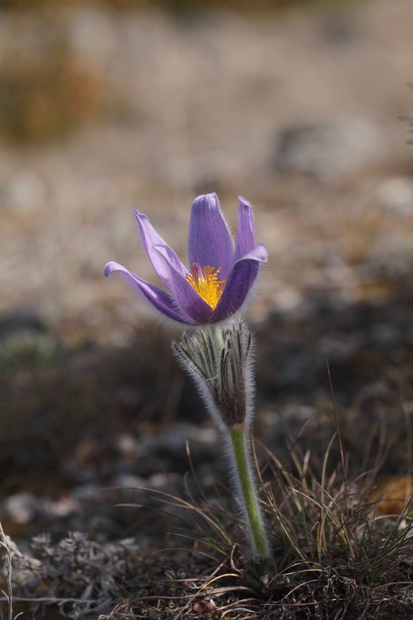 Pulsatilla vulgaris (2).jpg