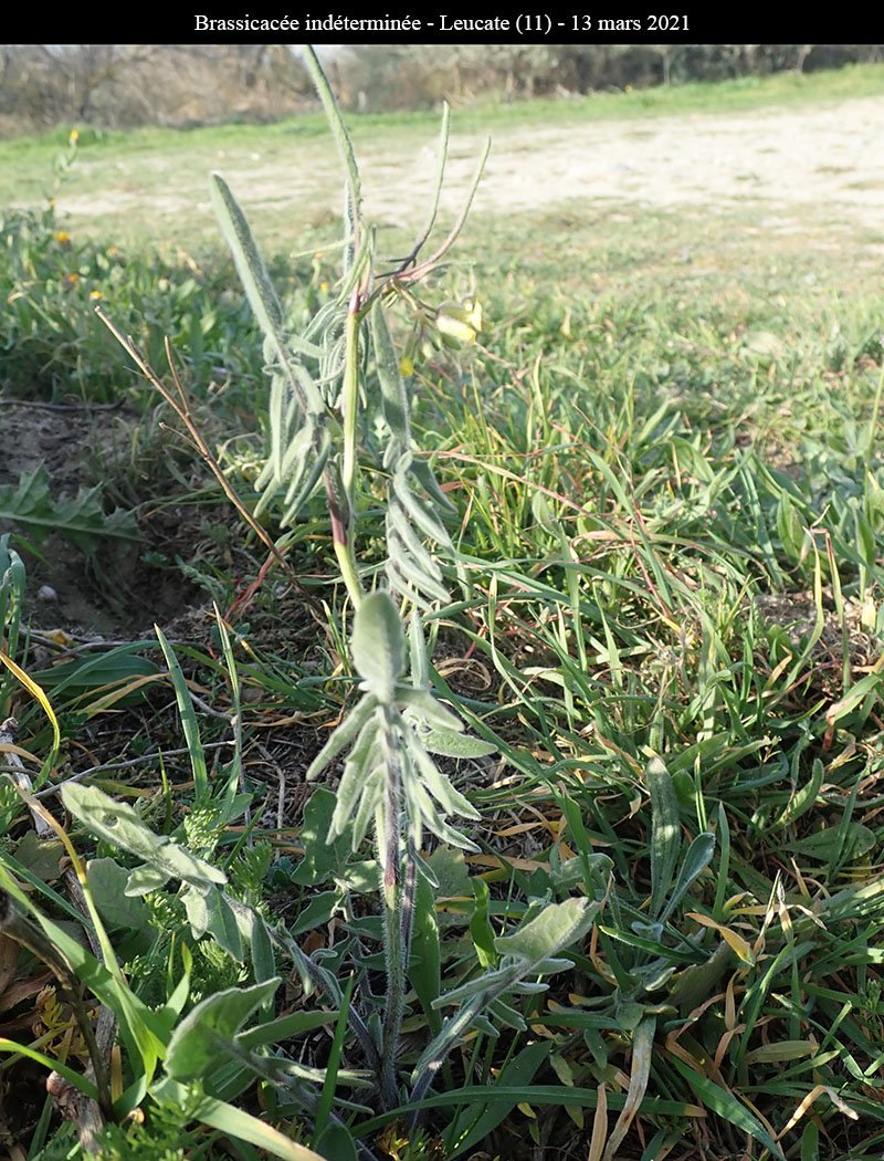 Brassicacée ind-1a-Leucate-13 03 2021-LG.jpg