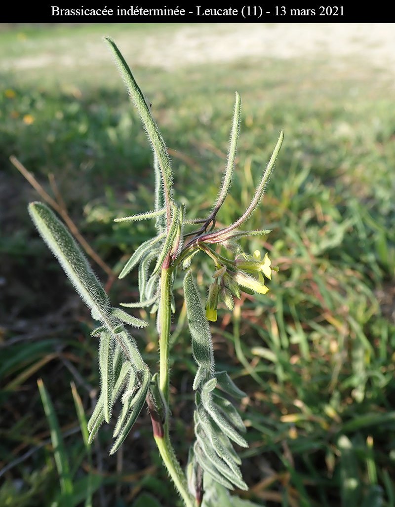 Brassicacée ind-2a-Leucate-13 03 2021-LG.jpg