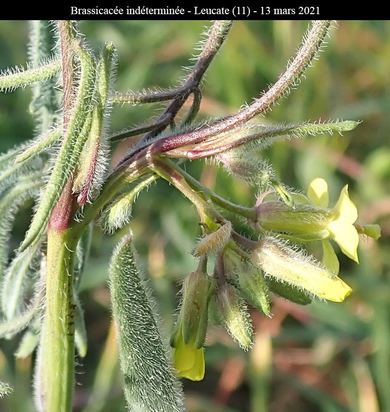 Brassicacée ind-3b-Leucate-13 03 2021-LG.jpg