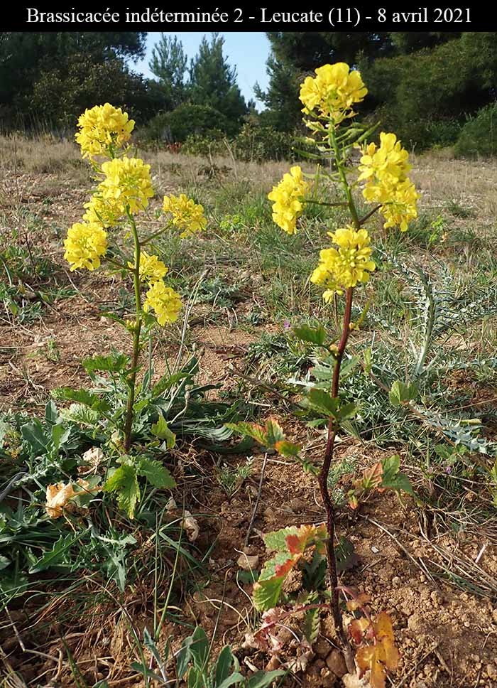 Brassicacée ind2-1a-Leucate-8 04 2021-LG2.jpg