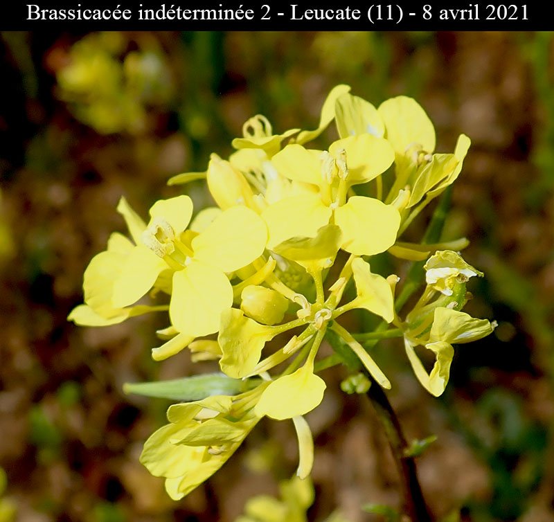 Brassicacée ind2-3a-Leucate-8 04 2021-LG.jpg