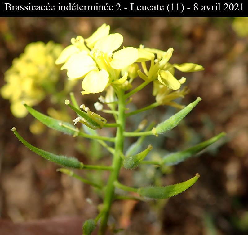Brassicacée ind2-5a-Leucate-8 04 2021-LG.jpg