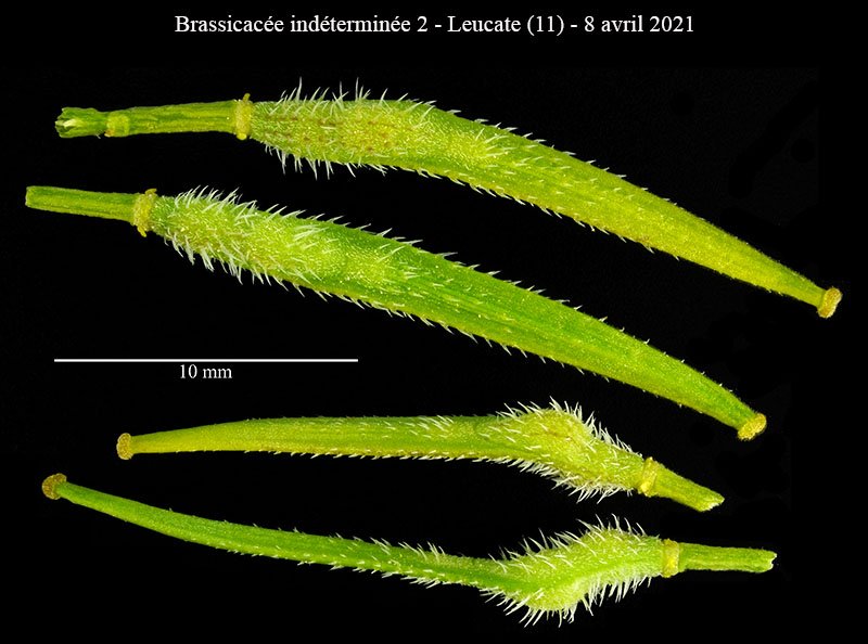 Brassicacée ind2-5b-Leucate-8 04 2021-LG.jpg