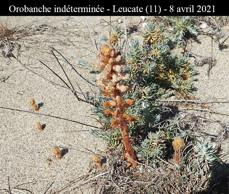 Orobanche ind-1a-Leucate-8 04 2021-LG.jpg