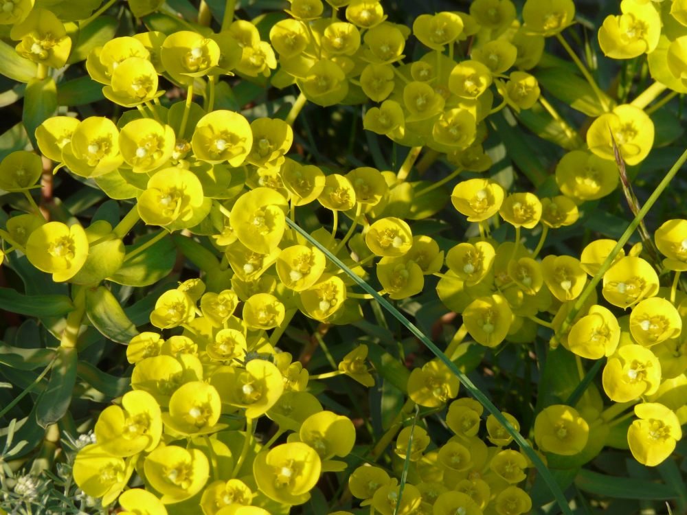 euphorbia sp.JPG