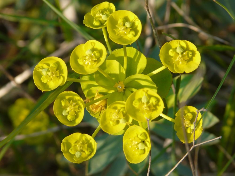 euphorbia sp (2).JPG