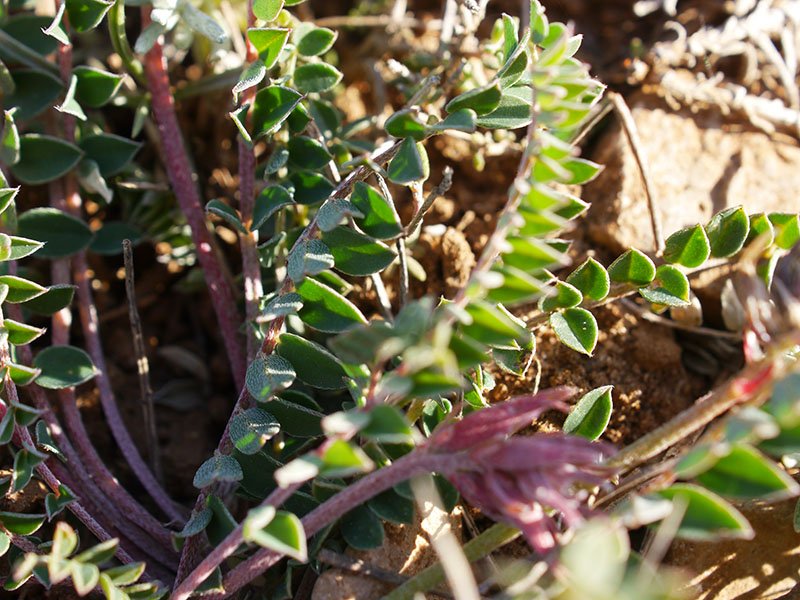 Inconnue-2a-Leucate-14 14 2021-LG.jpg