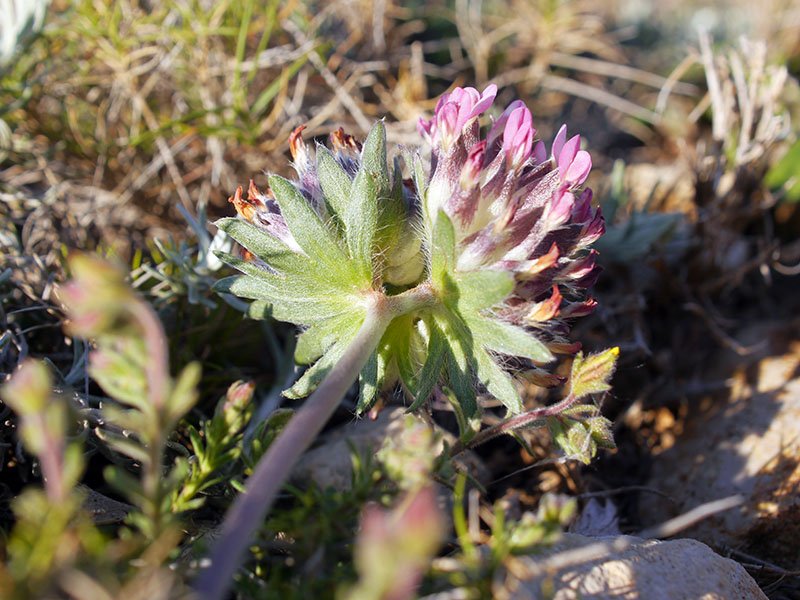Inconnue-3b-Leucate-14 14 2021-LG.jpg