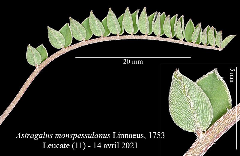 Astragalus monspessulanus-2b-Leucate-14 14 2021-lg.jpg