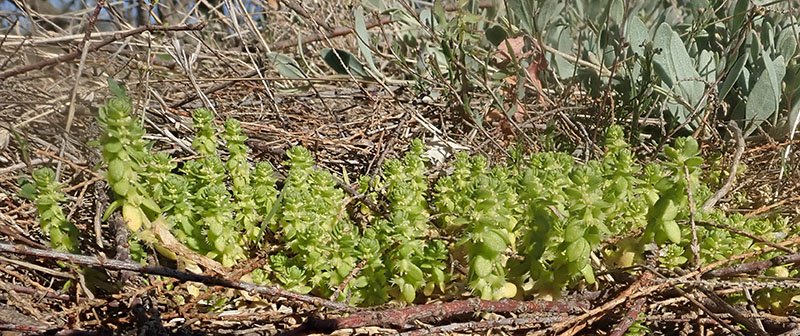 Micro succulente Coussoules-1a-Leucate-28 03 2021-LG.jpg