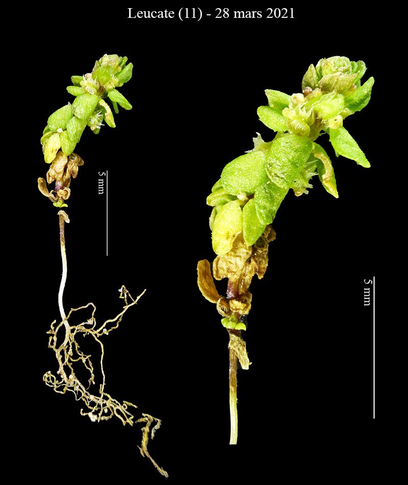 Micro succulente Coussoules-1b-Leucate-28 03 2021-LG.jpg