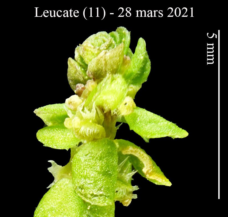 Micro succulente Coussoules-1c-Leucate-28 03 2021-LG.jpg