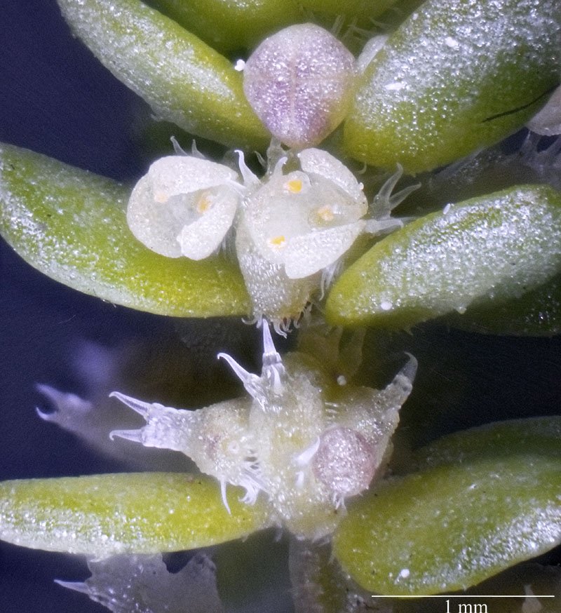 Micro succulente Coussoules-3b-Leucate-19 04 2021-LG.jpg