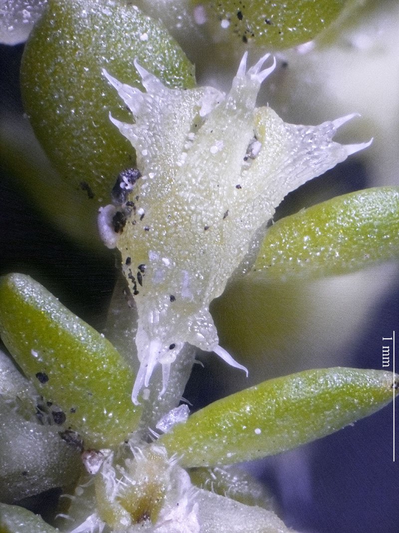 Micro succulente Coussoules-3a-Leucate-19 04 2021-LG.jpg