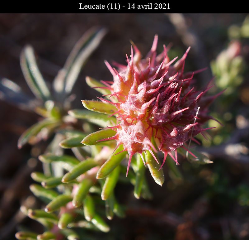 Inconnue-3a-Leucate-14 04 2021-LG.jpg