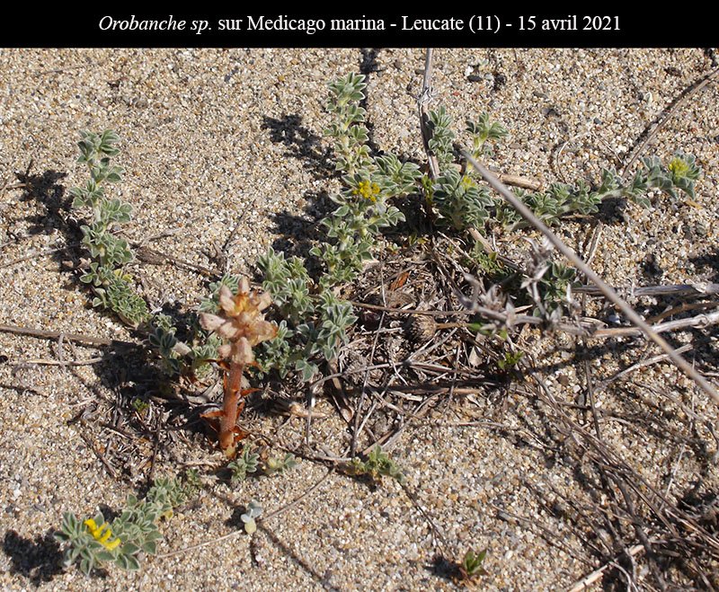 Orobanche medicago-1a-Leucate-19 04 2021-LG.jpg