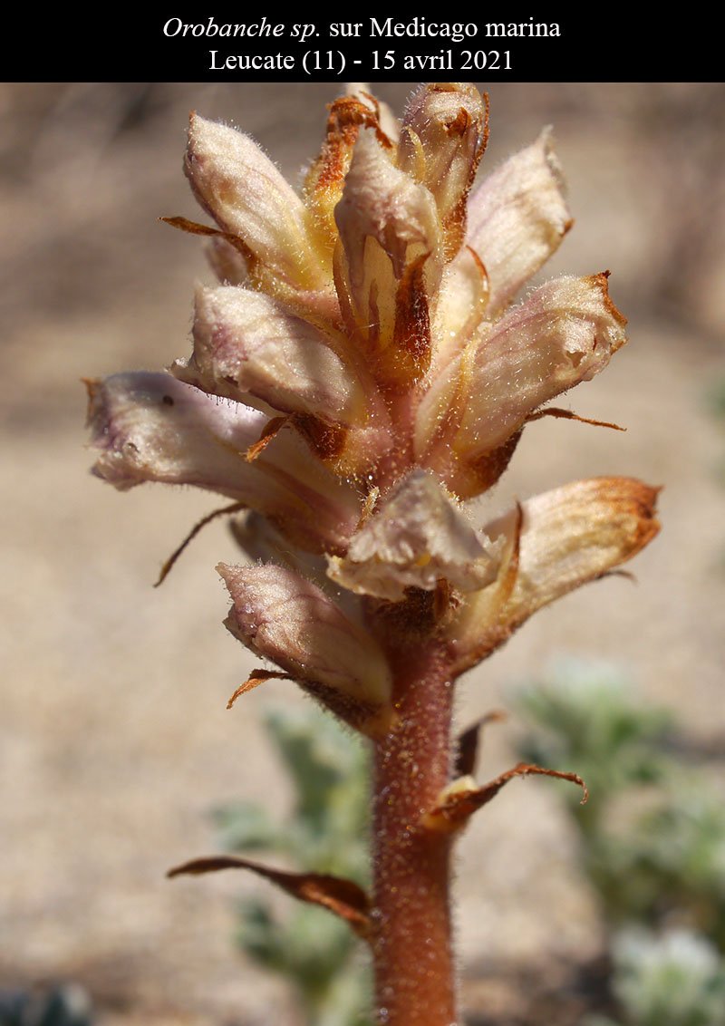 Orobanche medicago-3b-Leucate-19 04 2021-LG.jpg