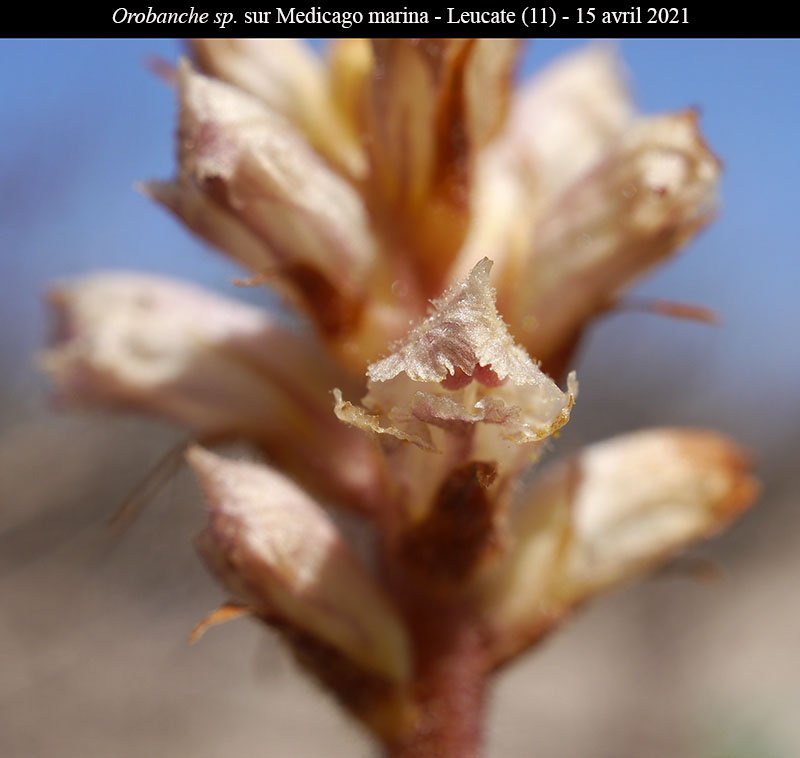 Orobanche medicago-3c-Leucate-19 04 2021-LG.jpg