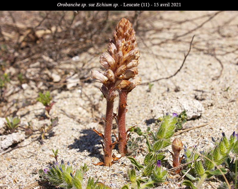 Orobanche Echium-1a-Leucate-15 04 2021-LG.jpg