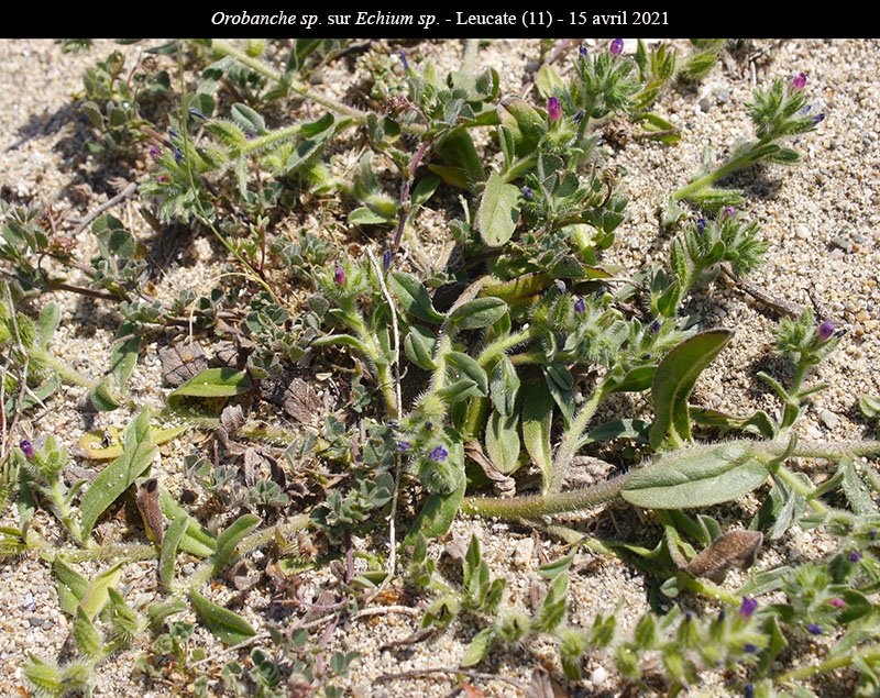 Orobanche Echium-1b-Leucate-15 04 2021-LG.jpg