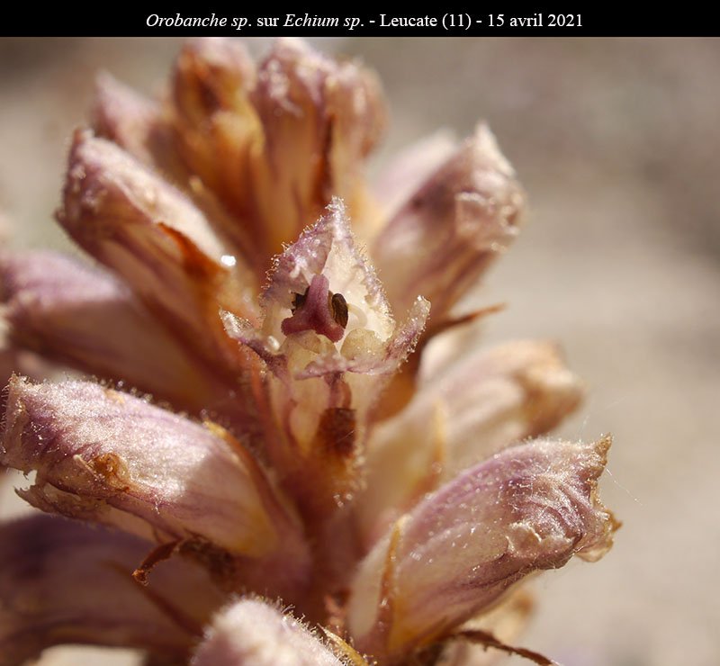 Orobanche Echium-3a-Leucate-15 04 2021-LG.jpg