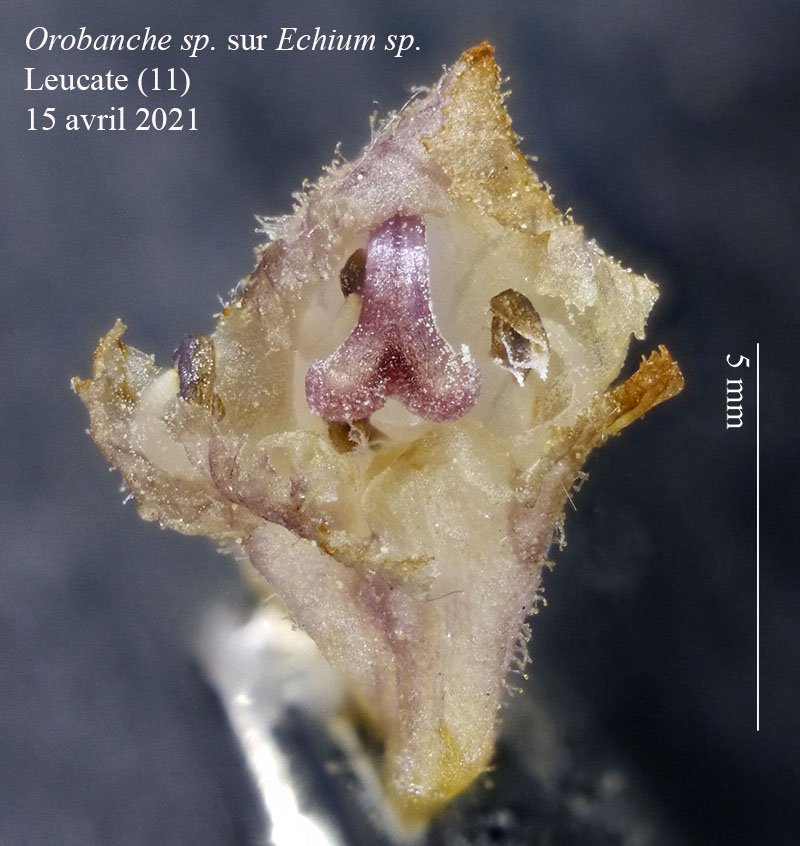Orobanche Echium-3b-Leucate-15 04 2021-LG.jpg