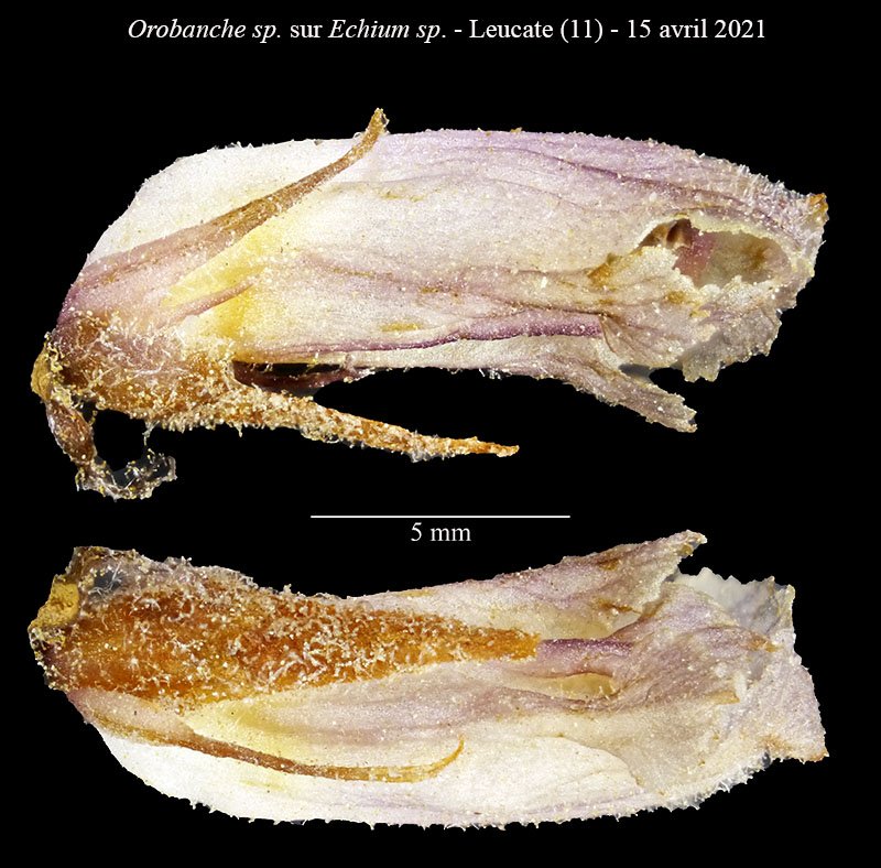 Orobanche ind-1c-Leucate-8 04 2021-LG.jpg
