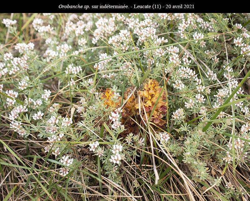 Orobanche sur ind-1a-Leucate-20 04 2021-LG.jpg