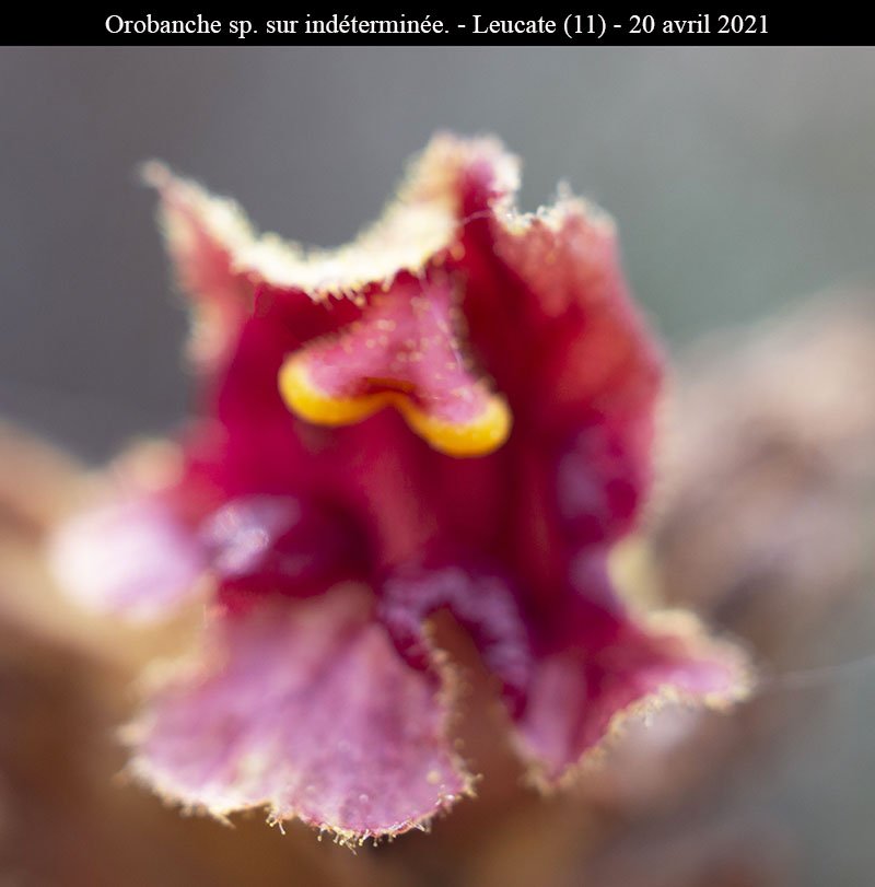 Orobanche sur ind-3b-Leucate-20 04 2021-LG.jpg