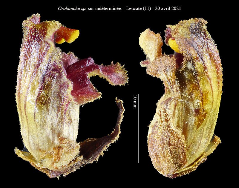 Orobanche sur ind-3d-Leucate-8 04 2021-LG.jpg