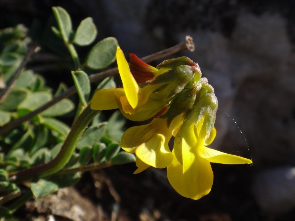 Hippocrepis comosa-Hippocrépide en toupets 07b.jpg