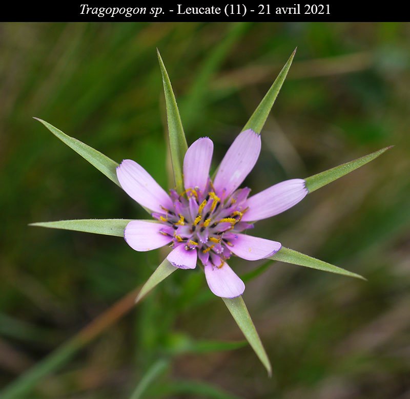 Tragopogon sp-3a-Leucate-21 04 2021-LG.jpg