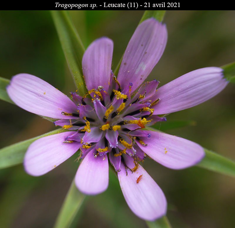 Tragopogon sp-3b-Leucate-21 04 2021-LG.jpg
