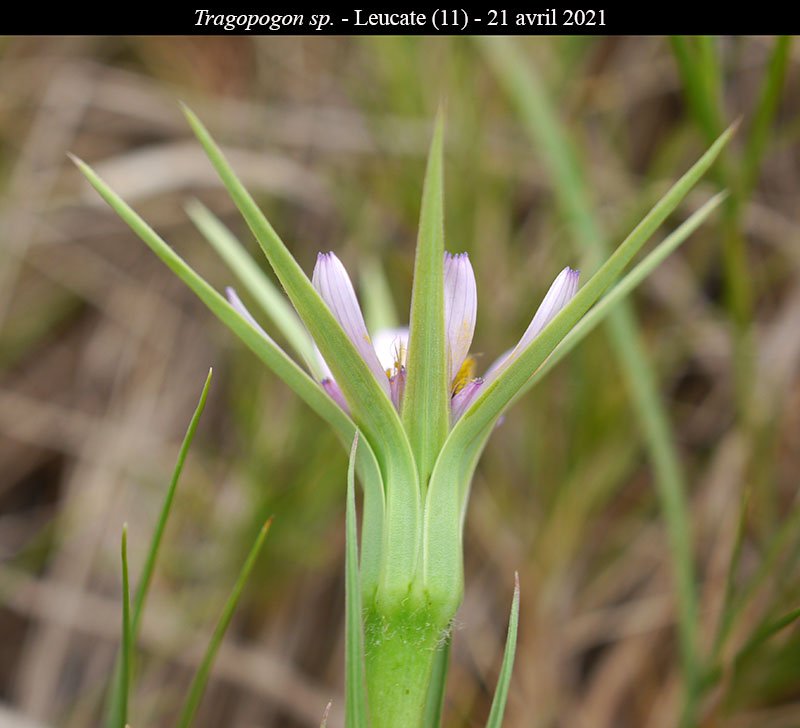 Tragopogon sp-3c-Leucate-21 04 2021-LG.jpg