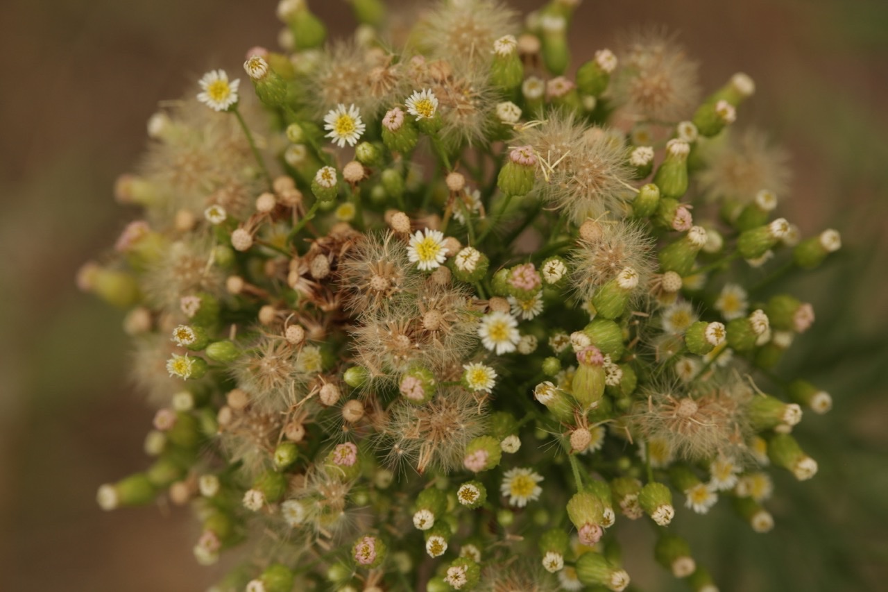 Erigeron canadensis.jpg